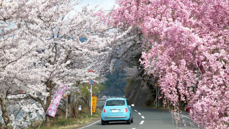 ADAS向けの地図技術を駆使して桜並木を走行する車
